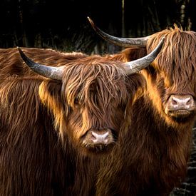 Tweelingen - twee Schotse Hooglanders van Koen Boelrijk Photography