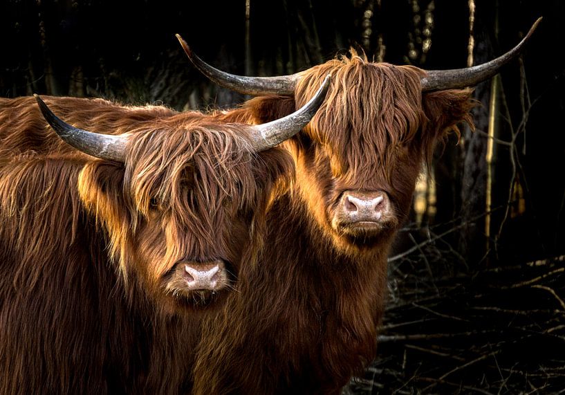 Tweelingen - twee Schotse Hooglanders van Koen Boelrijk Photography