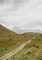 Kühe in den Bergen der Schweiz