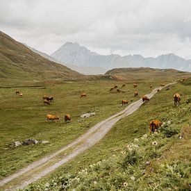 Koeien in de bergen van Zwitserland van Anneloes van Acht