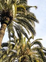 Palm Me In