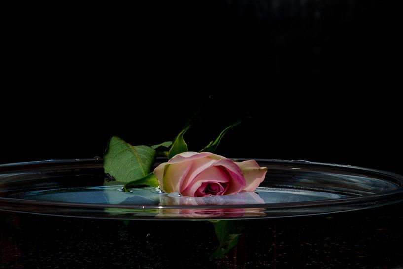 Rose pleurante sur l'eau par Ellinor Creation