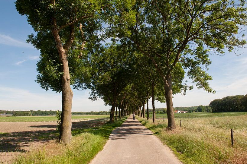 Lomm von Richard Wareham