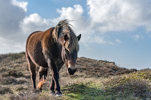 Exmoor Pony rund Zimmer texel von Texel360Fotografie Richard Heerschap