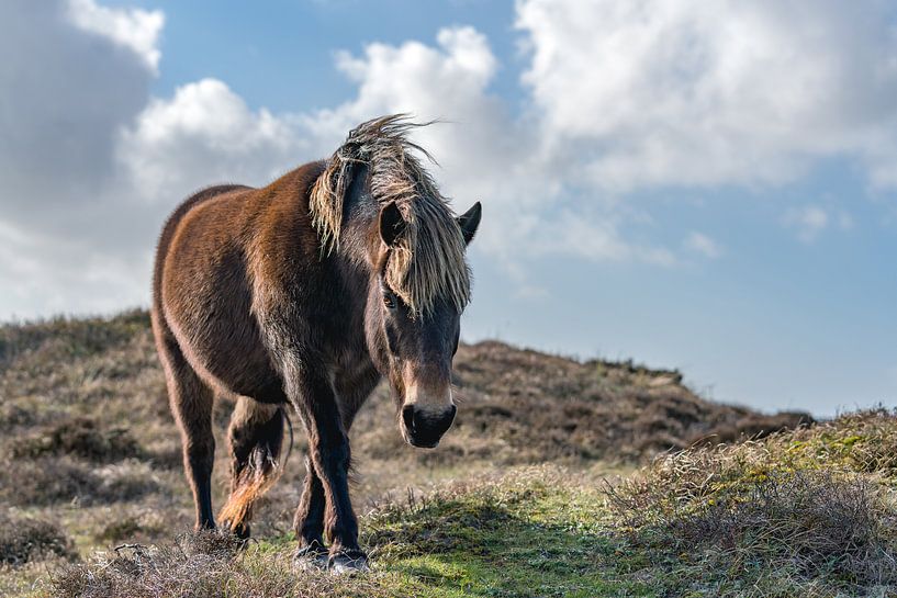 Exmoor pony round room texel par Texel360Fotografie Richard Heerschap