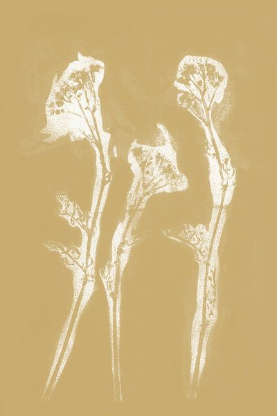 White three flowers in retro style. Modern botanical minimalist art in yellow and white by Dina Dankers