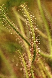 Cape sundew by Jo Beerens