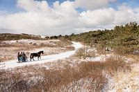 Mit dem Schlitten durch die Dünen von Ameland