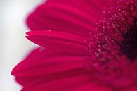 Close-up roze gerbera von Saskia Bon Miniaturansicht