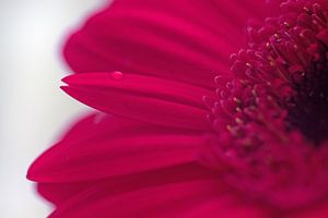Close-up roze gerbera von Saskia Bon