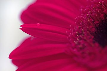 Close-up roze gerbera