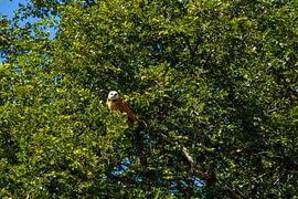 Eine Präsenz zwischen den Blättern