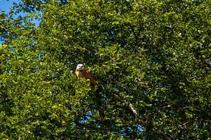 Une présence parmi les feuilles