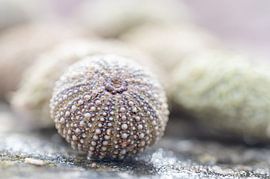 oursins échoués le long de la côte