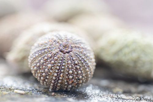 Seeigel, die an der Küste angespült werden