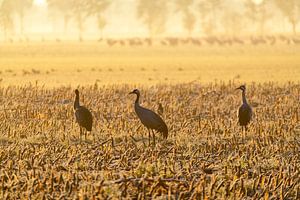 Kranichvögel während eines frühen Sonnenaufgangs im Herbst