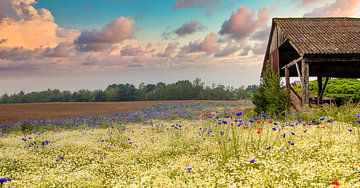 The hut in the fields by Greet Thijs