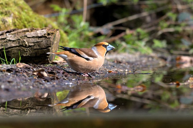 Apple Finch with reflection. by Merijn Loch