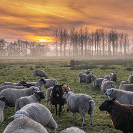 een kudde schapen met een ondergaande zon van Miranda Heemskerk