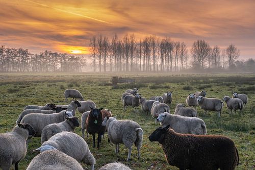 a flock of sheep with a setting sun