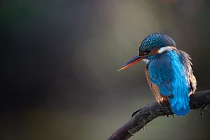Eisvogel