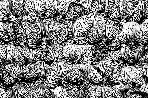 Violettes rayées (photo en noir et blanc)
