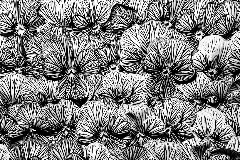 Gestreifte Veilchen (Foto in schwarz-weiß) von Marjolijn van den Berg