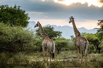 Giraffen in Zuid-Afrika tijdens zonsondergang van Paula Romein