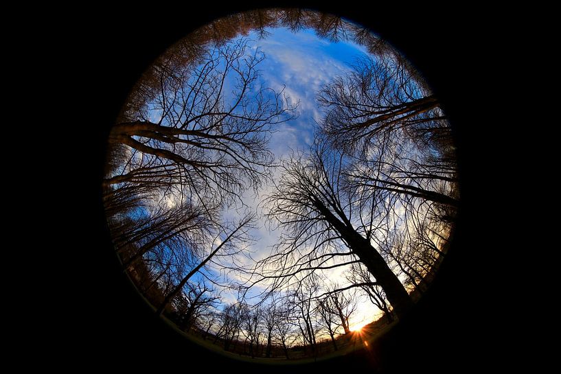 Regard vers le ciel un soir d'hiver par Thomas Jäger