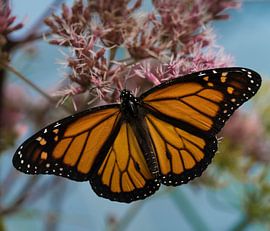 Monarch Butterfly by Ingrid Ronde