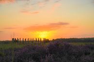 Sonnenaufgang bei den purpurnen Mooren und Grabhügeln auf der Regte Heide von Miranda Rijnen Fotografie Miniaturansicht