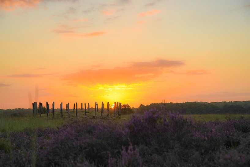 Sonnenaufgang bei den purpurnen Mooren und Grabhügeln auf der Regte Heide von Miranda Rijnen Fotografie