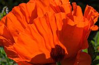 Mohn von Blond Beeld Miniaturansicht