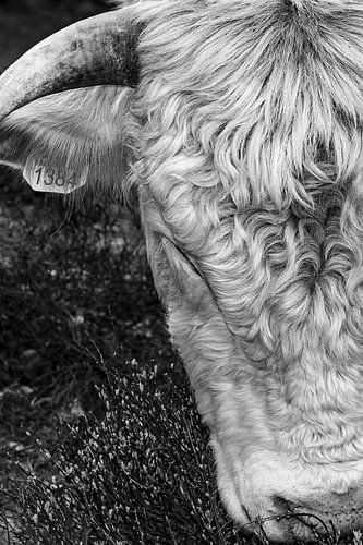 Das Leben einer Kuh?