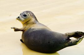 Seal by Wim van der Geest