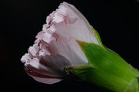 Flower with low-key!