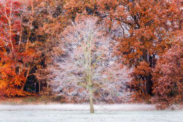 Mûrissement dans la forêt d'automne | Utrechtse Heuvelrug sur Sjaak den Breeje