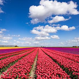 Blühende Tulpenfelder in der Landschaft von Groningen von Gert Hilbink