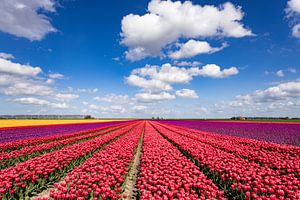 Blühende Tulpenfelder in der Landschaft von Groningen