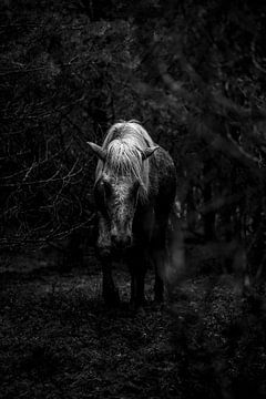 Paard in de Schaduw van het Woud in Zwart-Wit van Femke Ketelaar