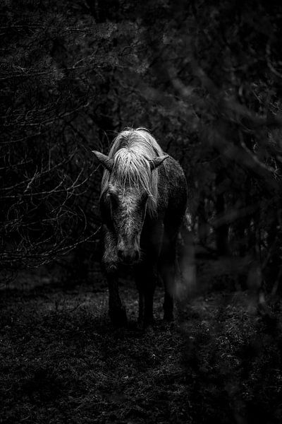 Pferd im Schatten des Waldes in Schwarz und Weiß von Femke Ketelaar