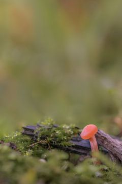 Vuurzwammetje (paddenstoel) van Moetwil en van Dijk - Fotografie