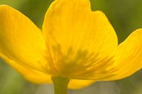 Blüte einer Sumpfdotterblume (Caltha palustris)