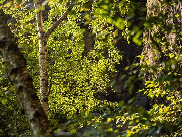 Bärenhorn terrace, Saxon Switzerland - Birch leaves by Pixelwerk