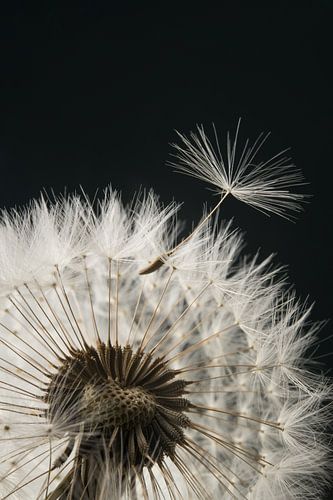 Pluisje verlaat de paardenbloem, tijd om zelf verder te gaan