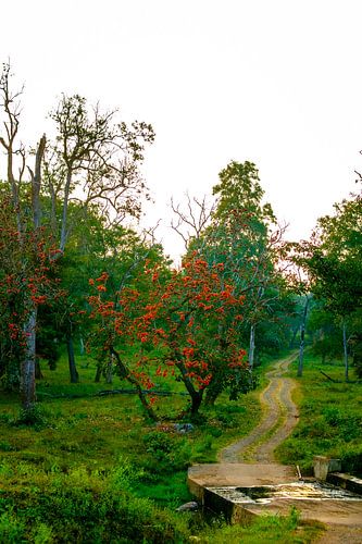 Coucher de soleil dans la réserve nationale de Mudumalai
