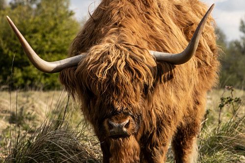 Schottischer Highlander