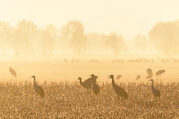 Kraanvogels rusten en eten in een veld tijdens de herfstmigratie van Sjoerd van der Wal