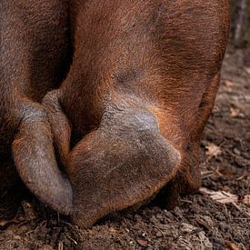Zwei Schlemmerschweine von Geert Van Baelen