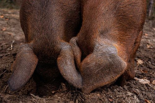 Twee smullende varkens